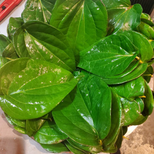 Paan leaf